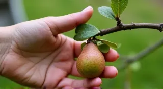 Fruit Thinning for Dwarf Fruit Trees in Containers: Why and How