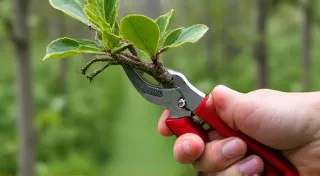 Pruning Dwarf Fruit Trees in Containers for Maximum Fruit Yield