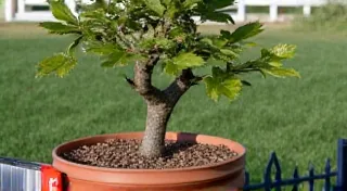 Repotting Your Dwarf Fruit Trees in Containers: A Complete Guide