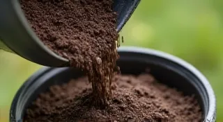 Soil Secrets: The Best Soil Mix for Container-Grown Dwarf Fruit Trees