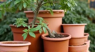 Budget-Friendly Tips for Growing Dwarf Fruit Trees in Containers