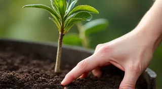 Essential Container Gardening Tips for Dwarf Fruit Trees: Soil, Watering, and Fertilizing