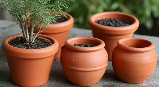 Container Size Matters: A Comprehensive Guide to Potting Dwarf Fruit Trees