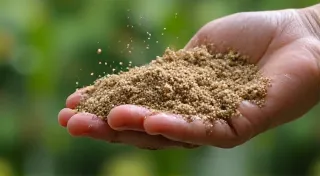 Fertilizing Dwarf Fruit Trees in Containers: A Step-by-Step Guide