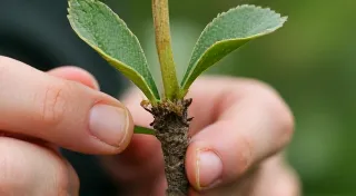 DIY Grafting: Propagating Dwarf Fruit Trees in Containers