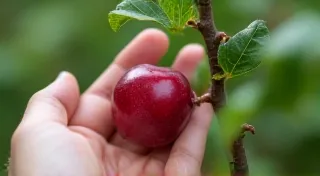 Harvesting and Storing Your Container-Grown Dwarf Fruit