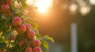 Choosing the Right Location for Your Container-Grown Dwarf Fruit Trees