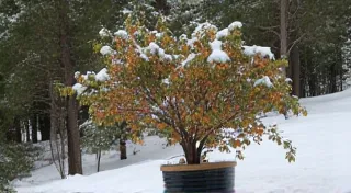 Overwintering Your Dwarf Fruit Trees in Containers: A Regional Guide